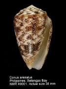 Conus arenatus